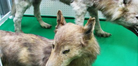 Волк Хоккайдо (Hokkaido Wolf)