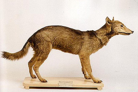 Японский волк (волк Хонсю)