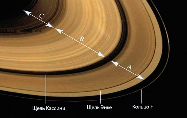 Фиалка кольца сатурна фото